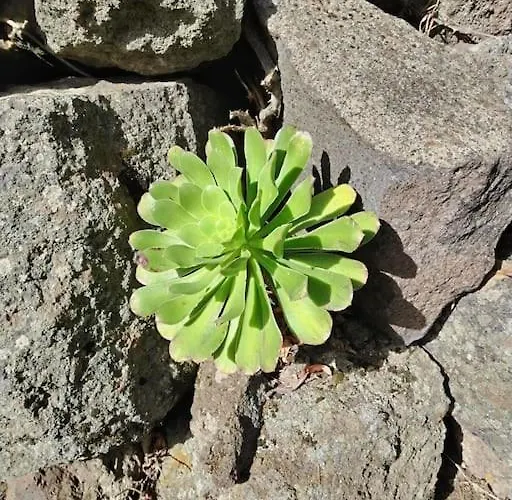 Casa Meraki Holiday home La Guancha